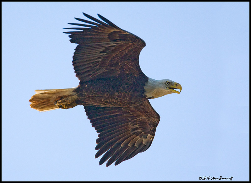 _0SB0594 american bald eagle.jpg